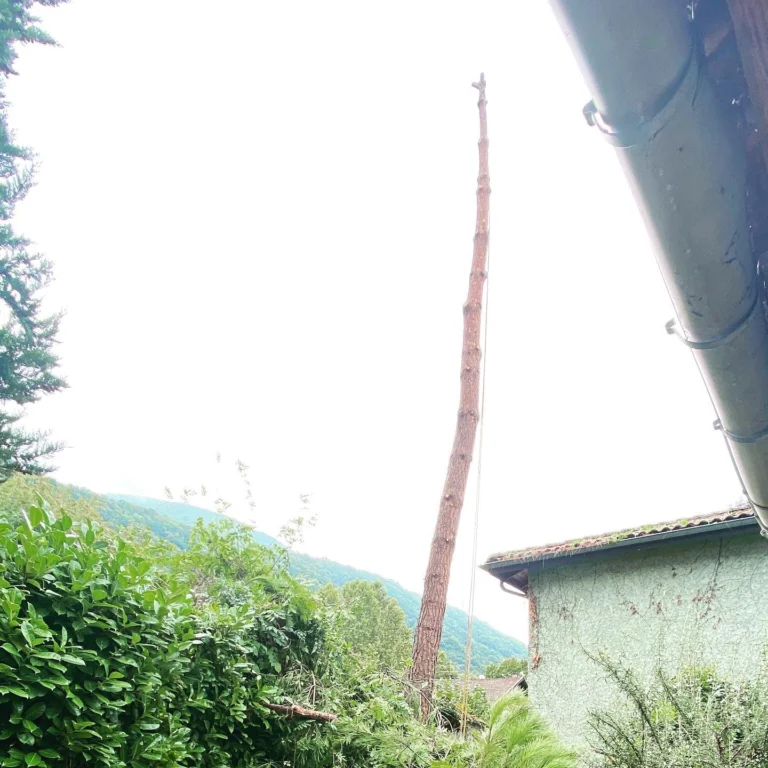 Instagram post from des_racines_a_la_cime. This post is in position 1.