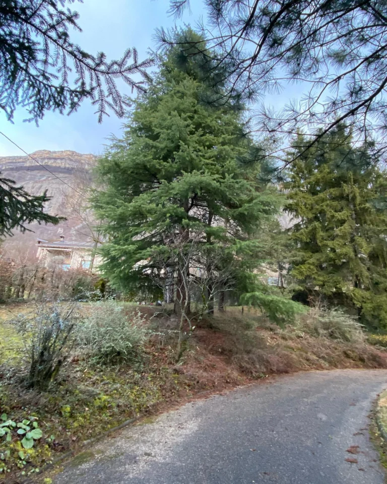 Instagram post from des_racines_a_la_cime. This post is in position 2.