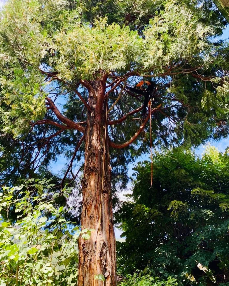 Instagram post from des_racines_a_la_cime. This post is in position 20.