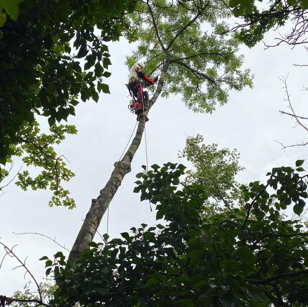 Instagram post from des_racines_a_la_cime. This post is in position 5.