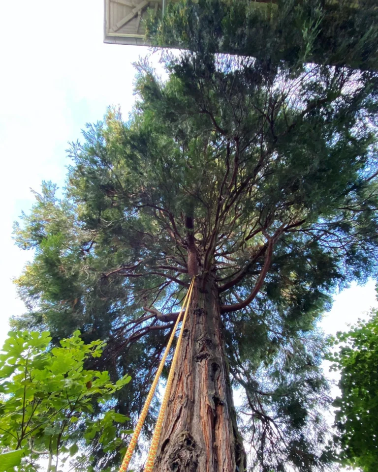 Instagram post from des_racines_a_la_cime. This post is in position 1.