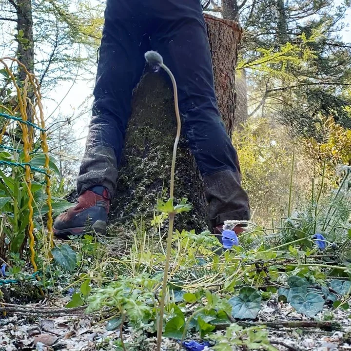 Instagram post from des_racines_a_la_cime. This post is in position 3.