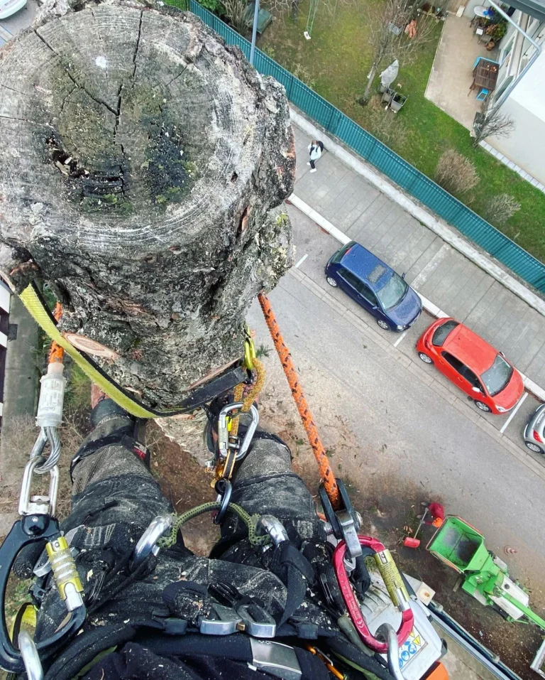 Instagram post from des_racines_a_la_cime. This post is in position 1.