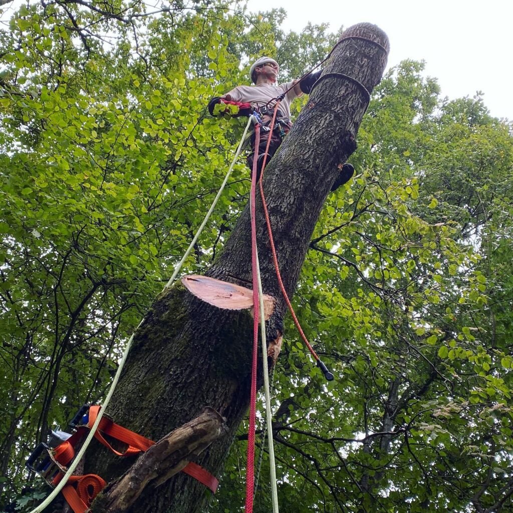 Instagram post from des_racines_a_la_cime. This post is in position 6.