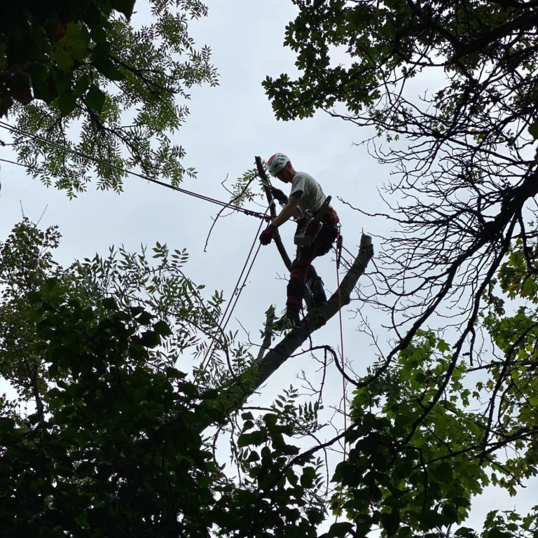 Instagram post from des_racines_a_la_cime. This post is in position 3.