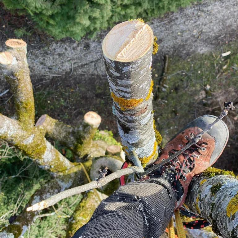 Instagram post from des_racines_a_la_cime. This post is in position 0.