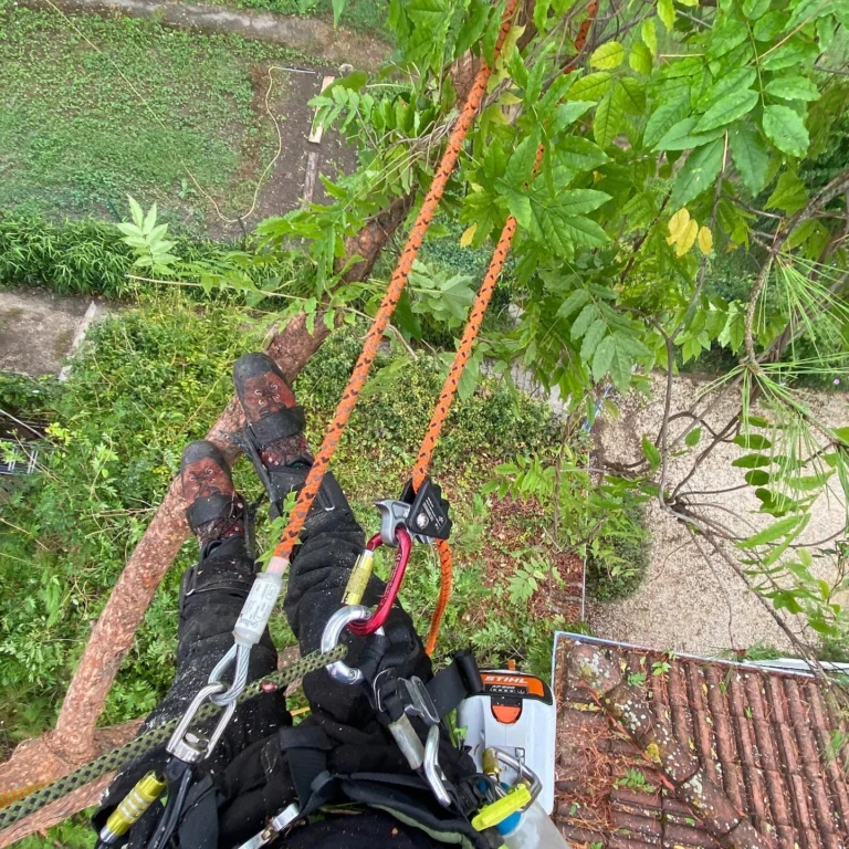 Instagram post from des_racines_a_la_cime. This post is in position 4.