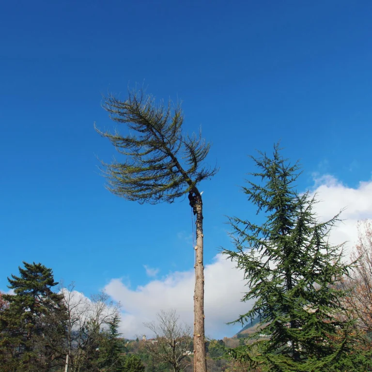 Instagram post from des_racines_a_la_cime. This post is in position 1.