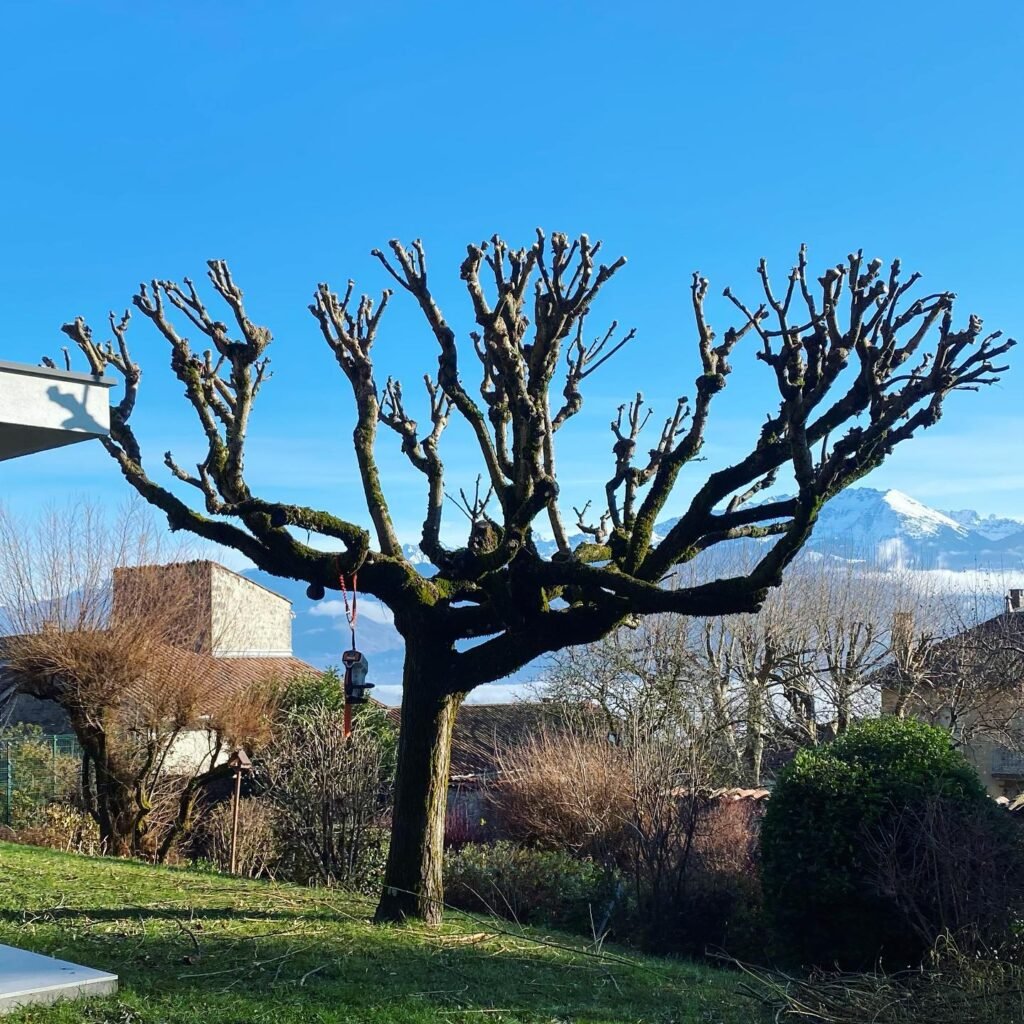 Instagram post from des_racines_a_la_cime. This post is in position 1.