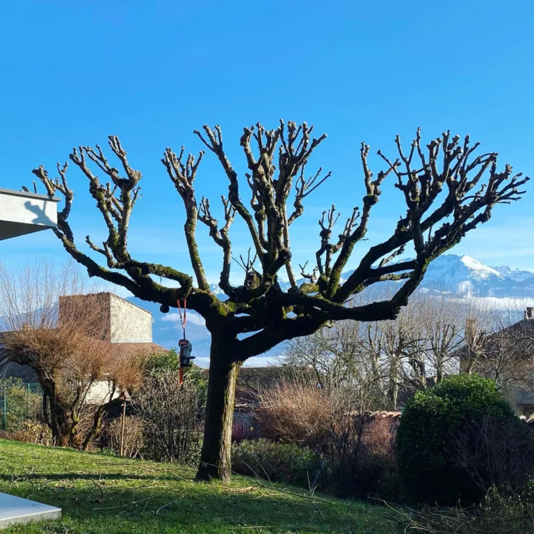 Instagram post from des_racines_a_la_cime. This post is in position 1.