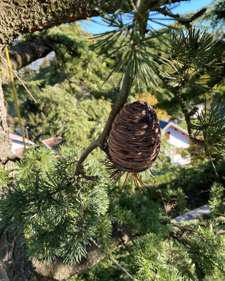 Instagram post from des_racines_a_la_cime. This post is in position 3.