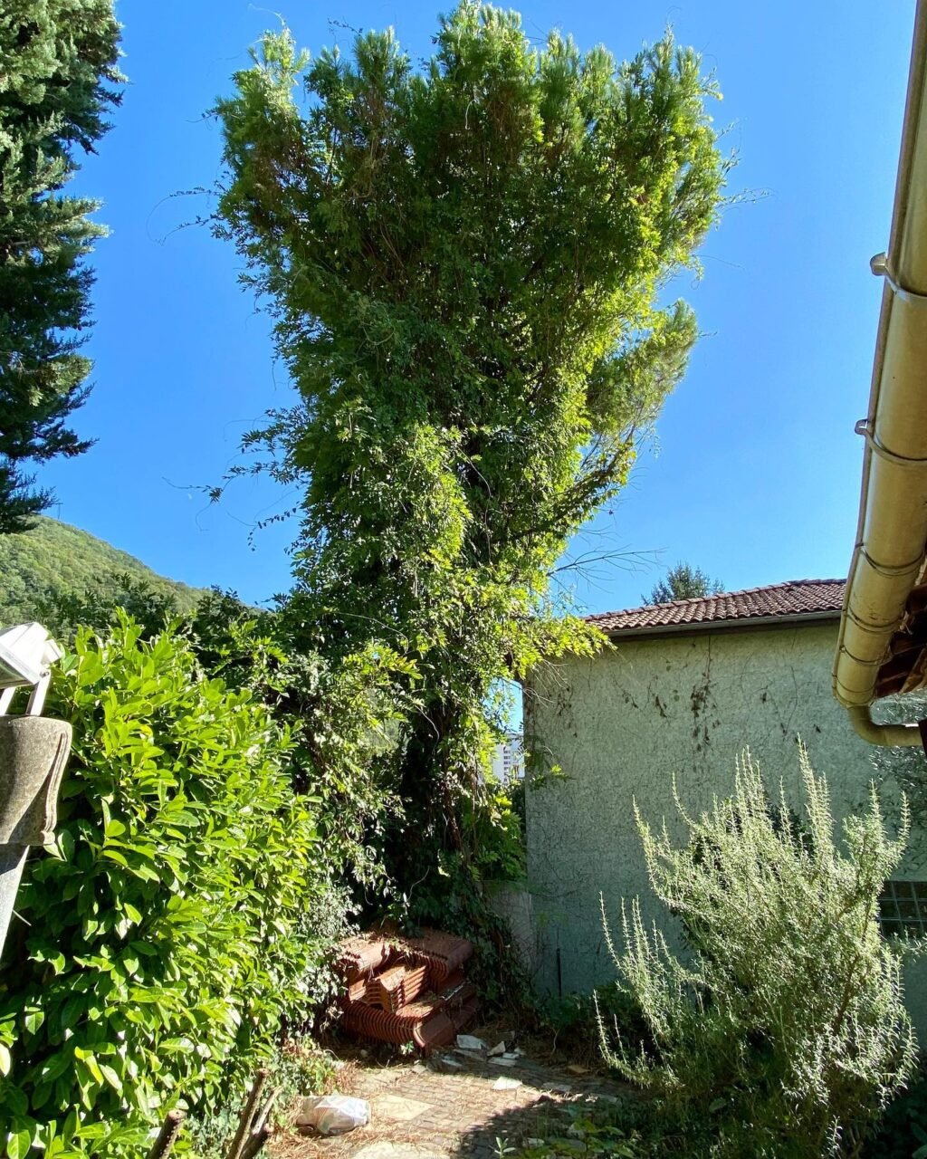 Instagram post from des_racines_a_la_cime. This post is in position 1.