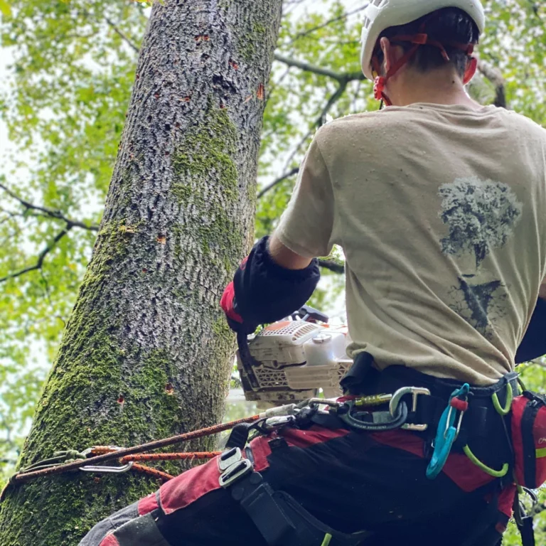 Instagram post from des_racines_a_la_cime. This post is in position 7.