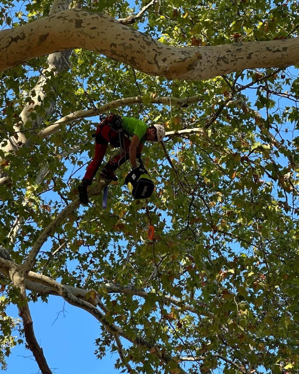 Instagram post from des_racines_a_la_cime. This post is in position 1.