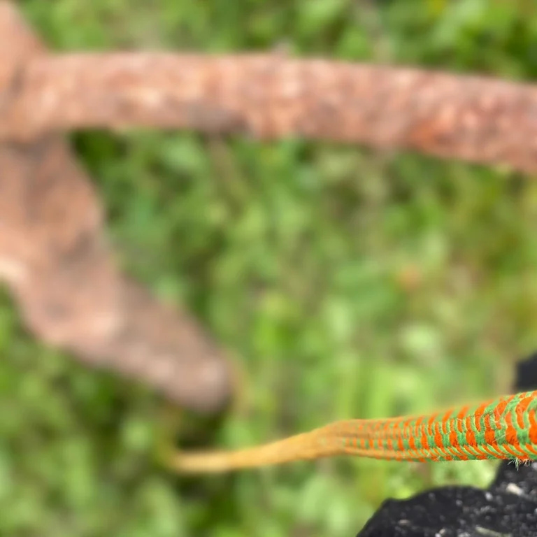 Instagram post from des_racines_a_la_cime. This post is in position 3.