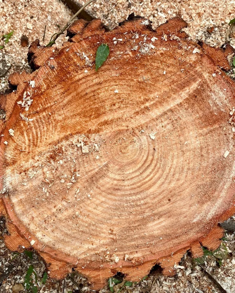 Instagram post from des_racines_a_la_cime. This post is in position 4.