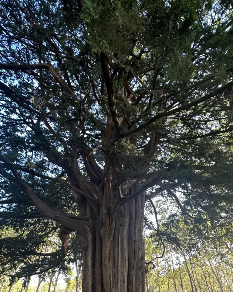 Instagram post from des_racines_a_la_cime. This post is in position 0.