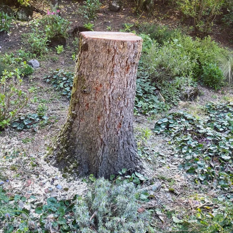 Instagram post from des_racines_a_la_cime. This post is in position 2.